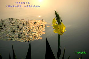 美好的早晨,美好的早晨句子