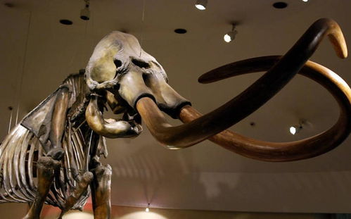 美洲象,美洲有大象吗？