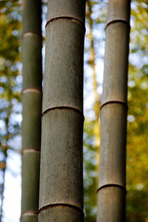 茂林修竹,茂林修竹的意思