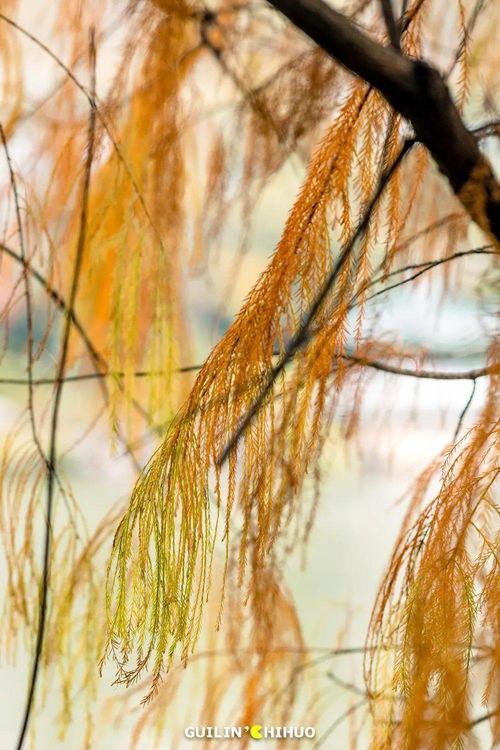 茂盛的近义词,茂盛的近义词什么是近义词