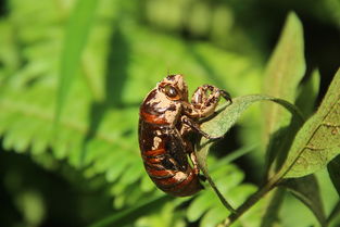 莫干山的蝉鸣,是什么现象引起了“我”对莫干山蝉鸣声的注意？用“＿”划出描写这一特点的句子并且缩写成“谁干什么”？