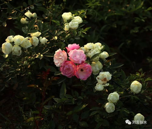 莫待无花空折枝,“花开堪折直须折莫待无花空折枝.”是什么意思整首诗是什么