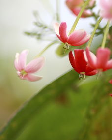 莫等无花空折枝,“花开堪折直须折莫待无花空折枝.”是什么意思整首诗是什么