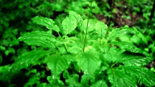 莽莽榛榛,莽莽榛榛是什么意思