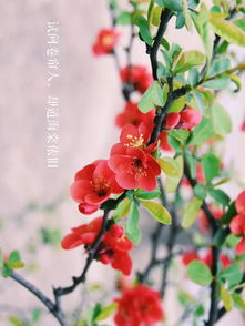 落红不是无情物 化作春泥更护花的意思,落红不是无情物，化作春泥更护花。的意思
