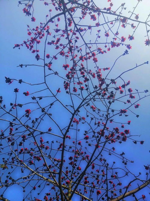落红不是无情物,落红不是无情物，化作春泥更护花.全诗