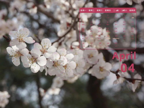 落花之美,徐迈《落花之美》