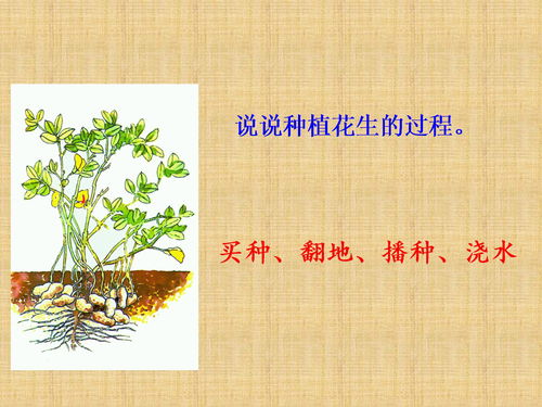 落花生小练笔50字路灯,落花生小练笔