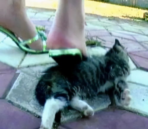 虐猫女,如何看待「虐猫女」的行为？？