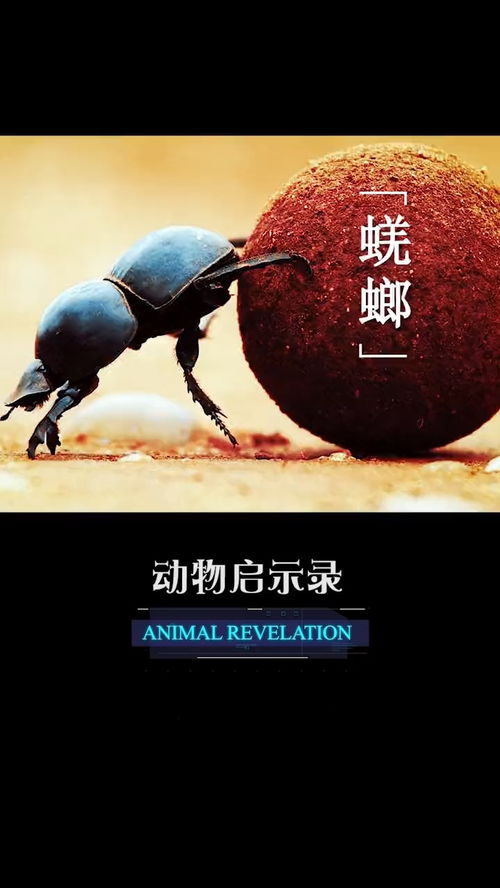蜣螂怎么读,蜣螂怎么读