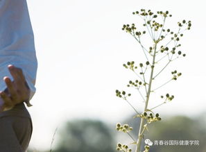 辟谷是什么意思,辟谷是什么意思 - 百度