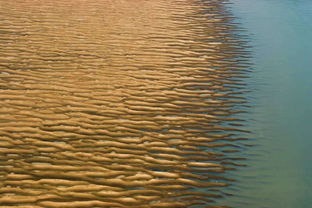 那一片消失了的苇塘,求《那一片消失了的苇塘》概括主旨和主要内容,要精简