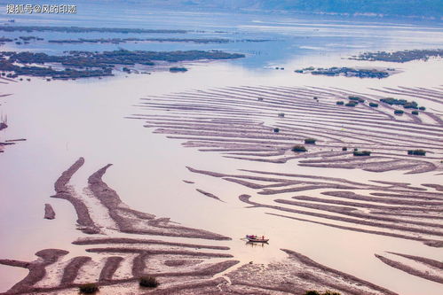 那一片消失了的苇塘,求《那一片消失了的苇塘》概括主旨和主要内容,要精简