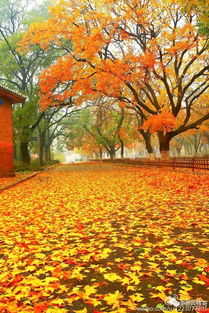 那个秋天,我爱秋天、阳光灿烂、灿烂你陪着我我爱秋天艳阳天这是首什么歌