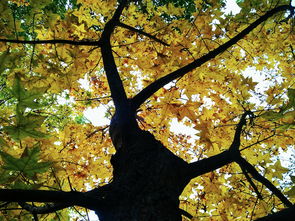 那个秋天,我爱秋天、阳光灿烂、灿烂你陪着我我爱秋天艳阳天这是首什么歌