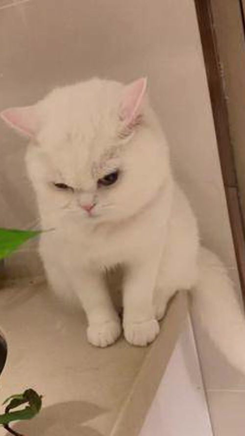 那小子真拽,我的路小品剧本