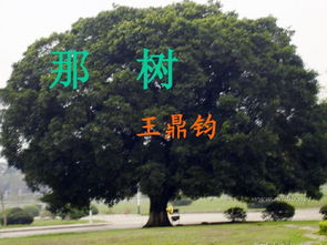 那树,那树的原文欣赏