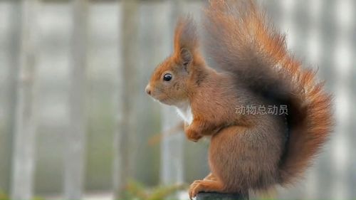 陪伴我成长的小松鼠们,真心求教wow成就《陪伴我成长的小松鼠们》中熔岩蟹在什么位置...